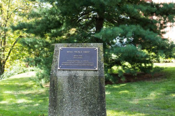 Plaque in front the WVU Peace Tree