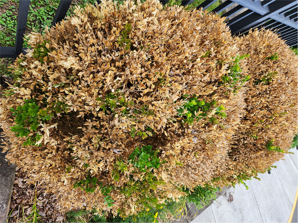 A photograph of boxwood blight affecting a shrub. The plant disease causes the plant to turn brown which is what is shown in the photo. 