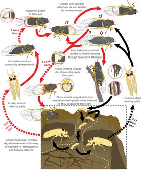 graph showing life cycle of a cicada