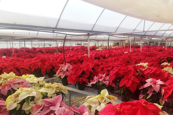 poinsettias in a greenhouse
