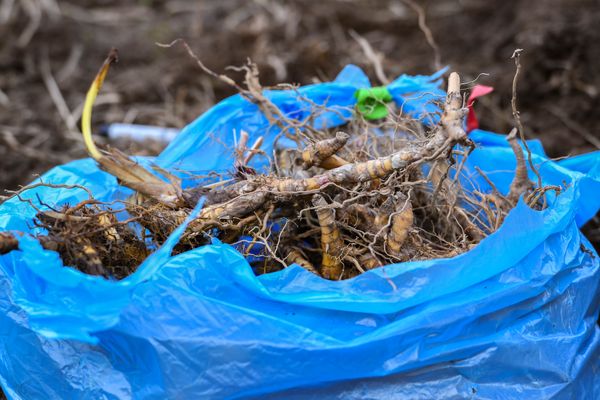 A photograph showing the root system of a Miscanthus plant. The roots are contained in a bright blue plastic bag. 