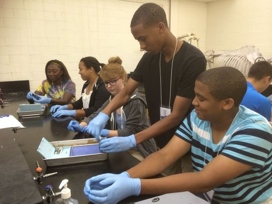 HSTA participants prepare dissection trays