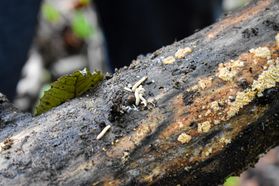 Millipedes on a wet log