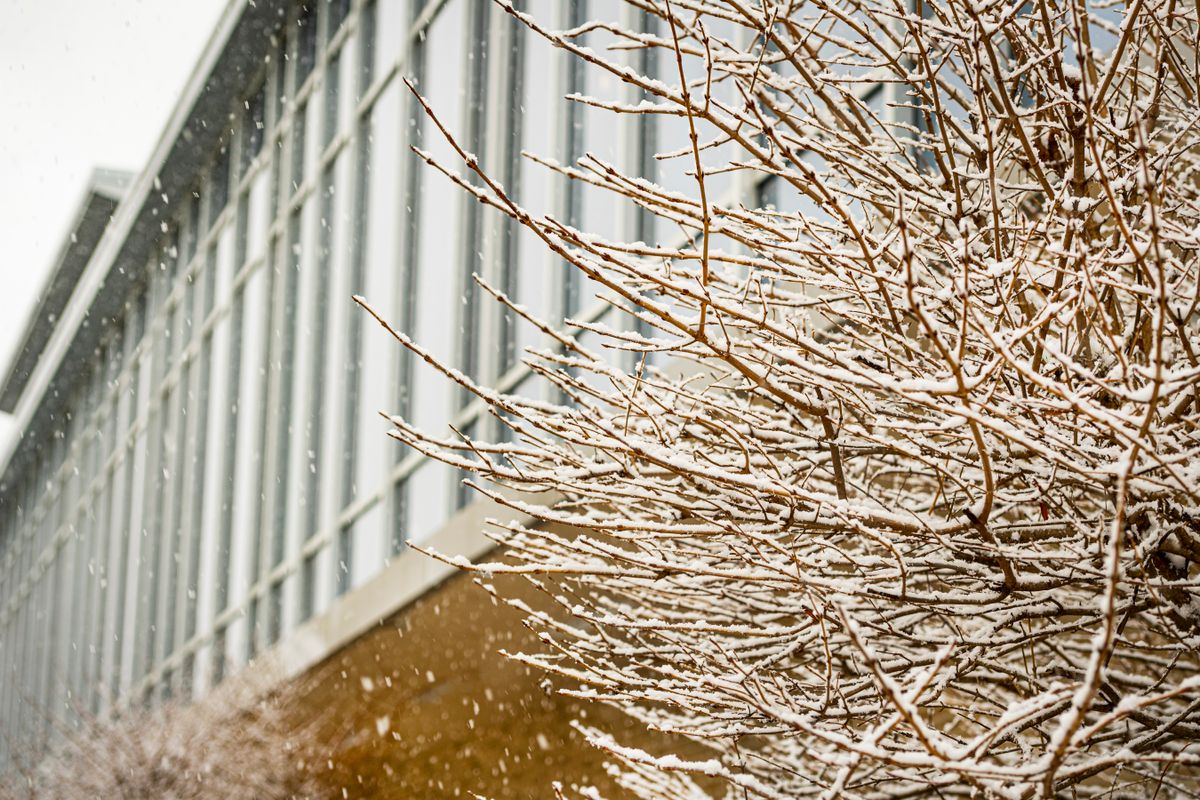 icy tree in front of glass windows