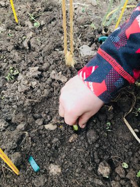 child's hand places a seed in the ground