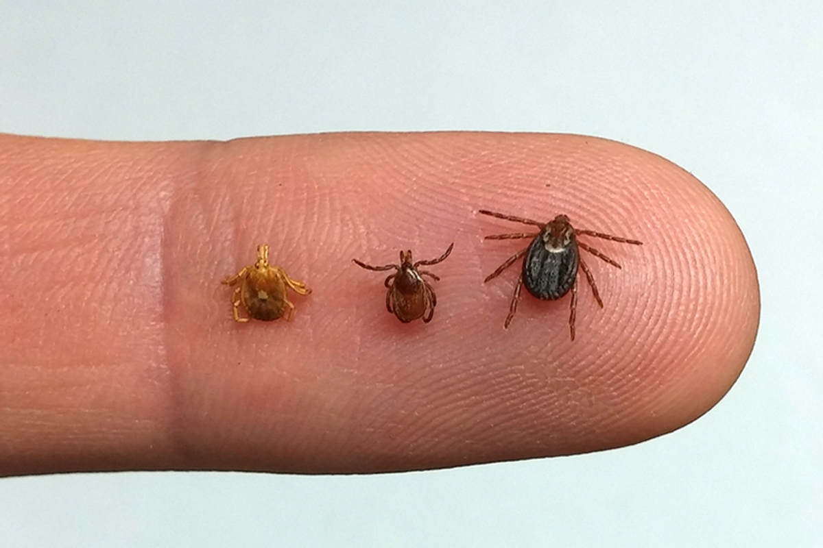 A pointer finger is shown here with three types of ticks of varying sizes resting on the skin surface. 