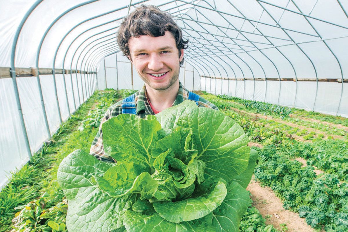 Man with short, curly, brown hair holds up a head of lettuce in a greenhouse.