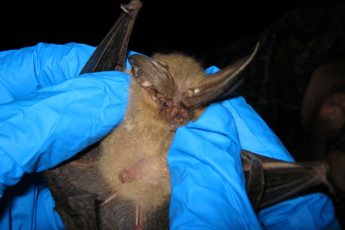 bat held in hands wearing blue gloves