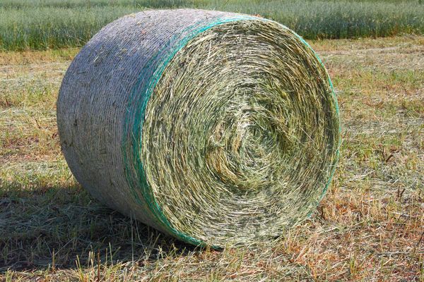 a round hay bale sits in a mowed field