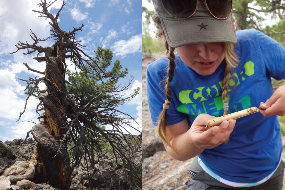 Left: Siberian pine tree with spiral growth; Right: Kristen De Graauw, examines core from ancient Siberian pine in Mongolia.