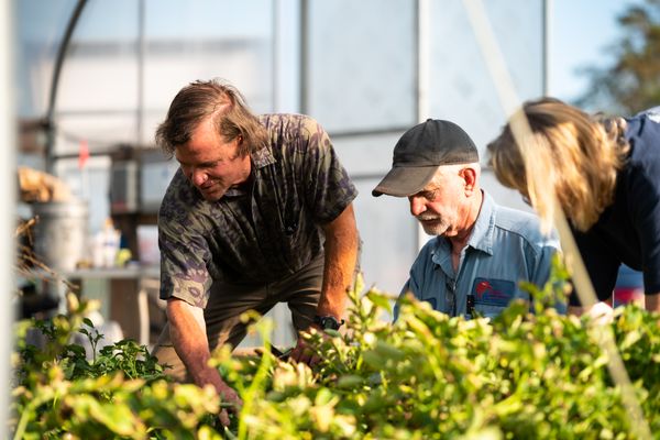 WVU horticulture specialist shown helping an older veteran and other program participants learn how to care for plants grown in high tunnels.  