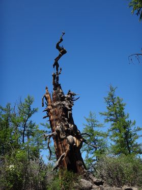 Standing Siberian pine tree (dead)