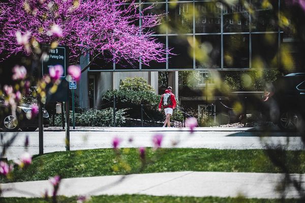 A springtime image taken on the WVU campus. A tree full of purple blooms is in the foreground. A student wearing a red shirt and tan shorts walks into a glass building. 