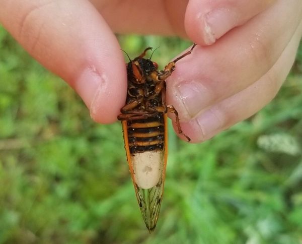 insect held by hand