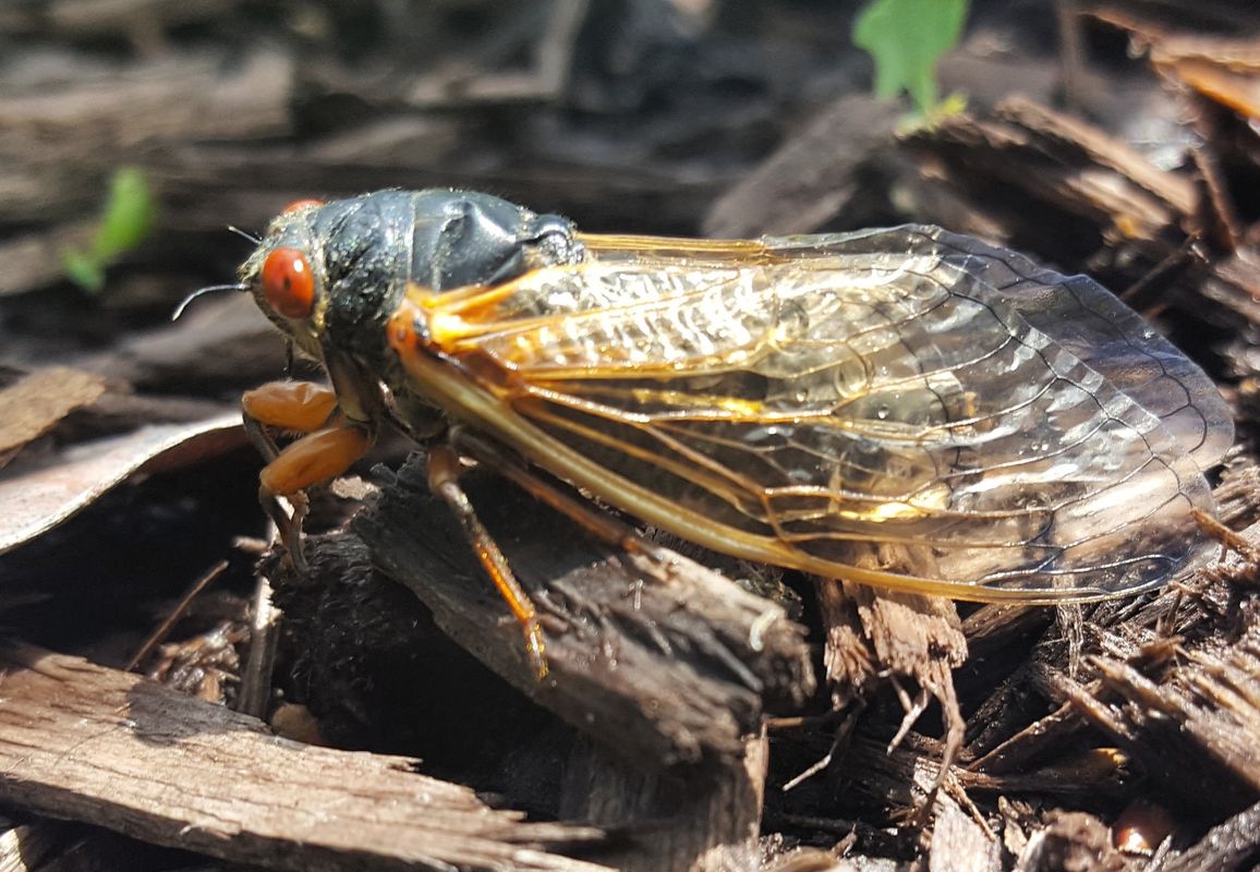Cicad with red eyes and transparent yellow wings resting on wood chips