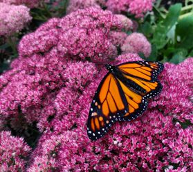 An orange and black butterfly rests on a brilliant pink bushel of tiny flowers. 