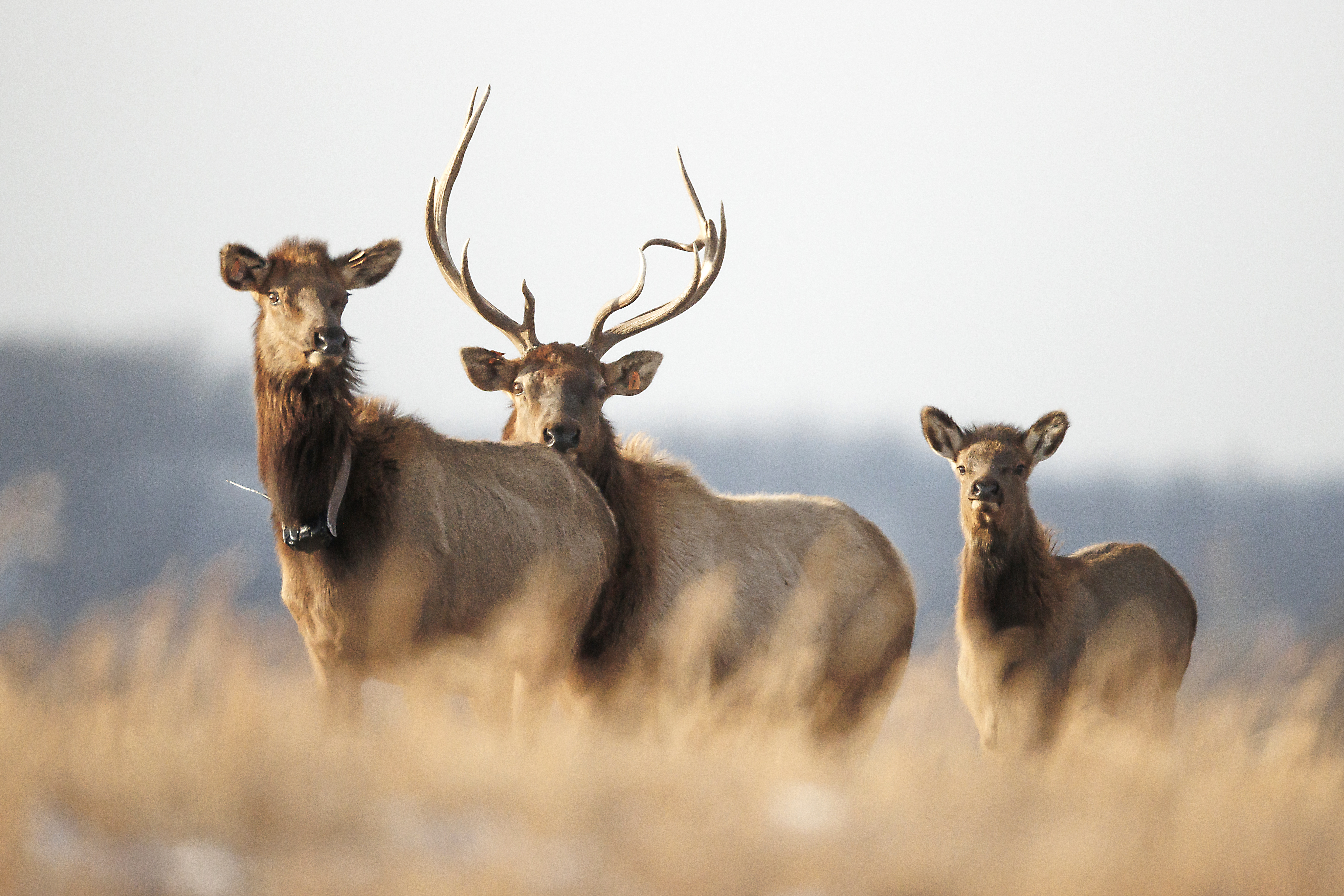 What is an Elk Herd? Fascinating Facts and Wildlife Insights
