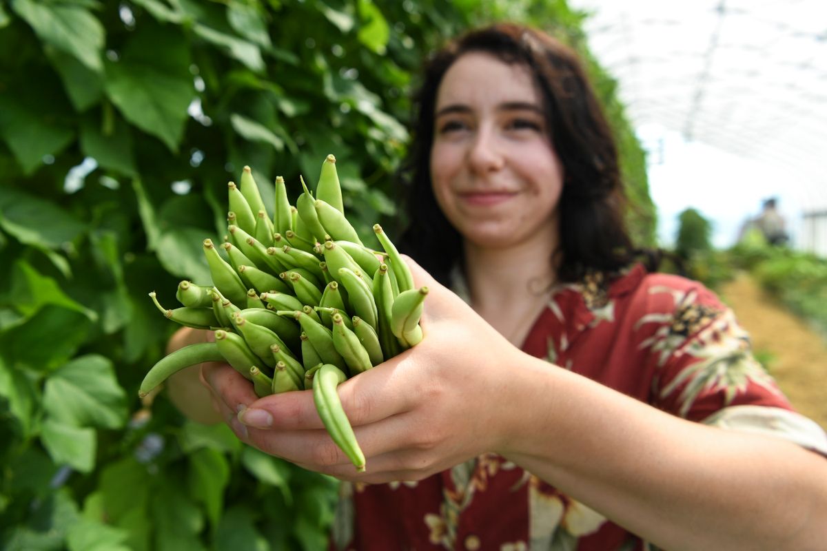 a woman with dark hair holds hands full of green beans