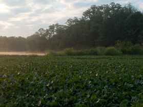 A photo of a lake covered in vegetation