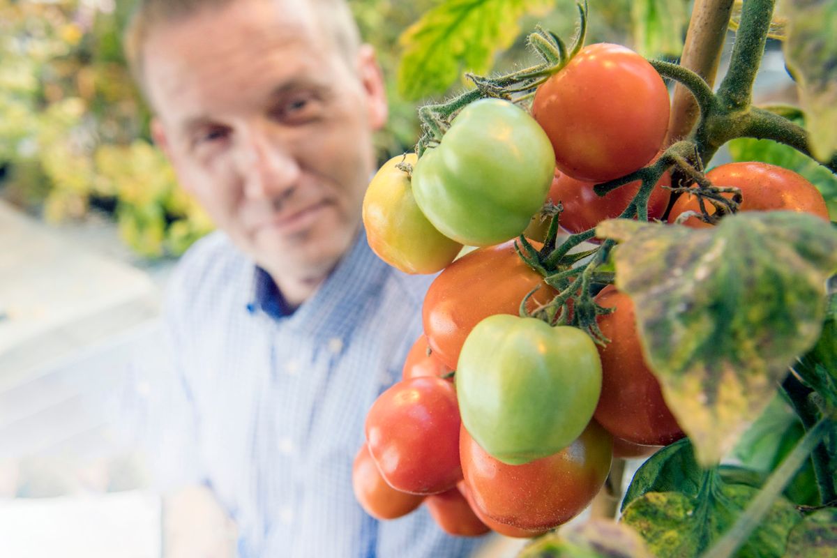 Michael Gutensohn looking at tomatoes.