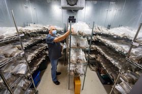 man works in a lab with racks of bagged fungi