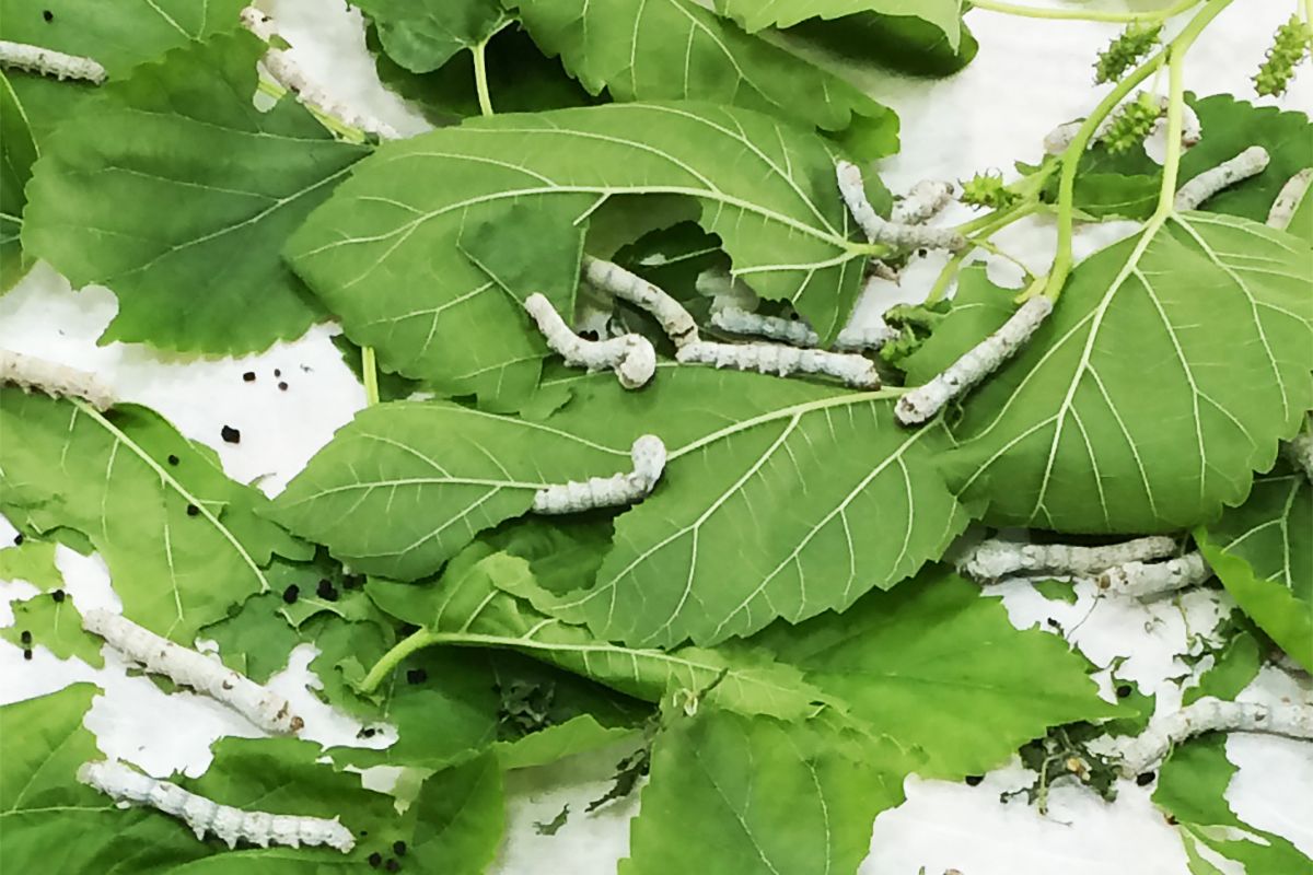 More than half a dozen worms crawl on green leaves spread on a table