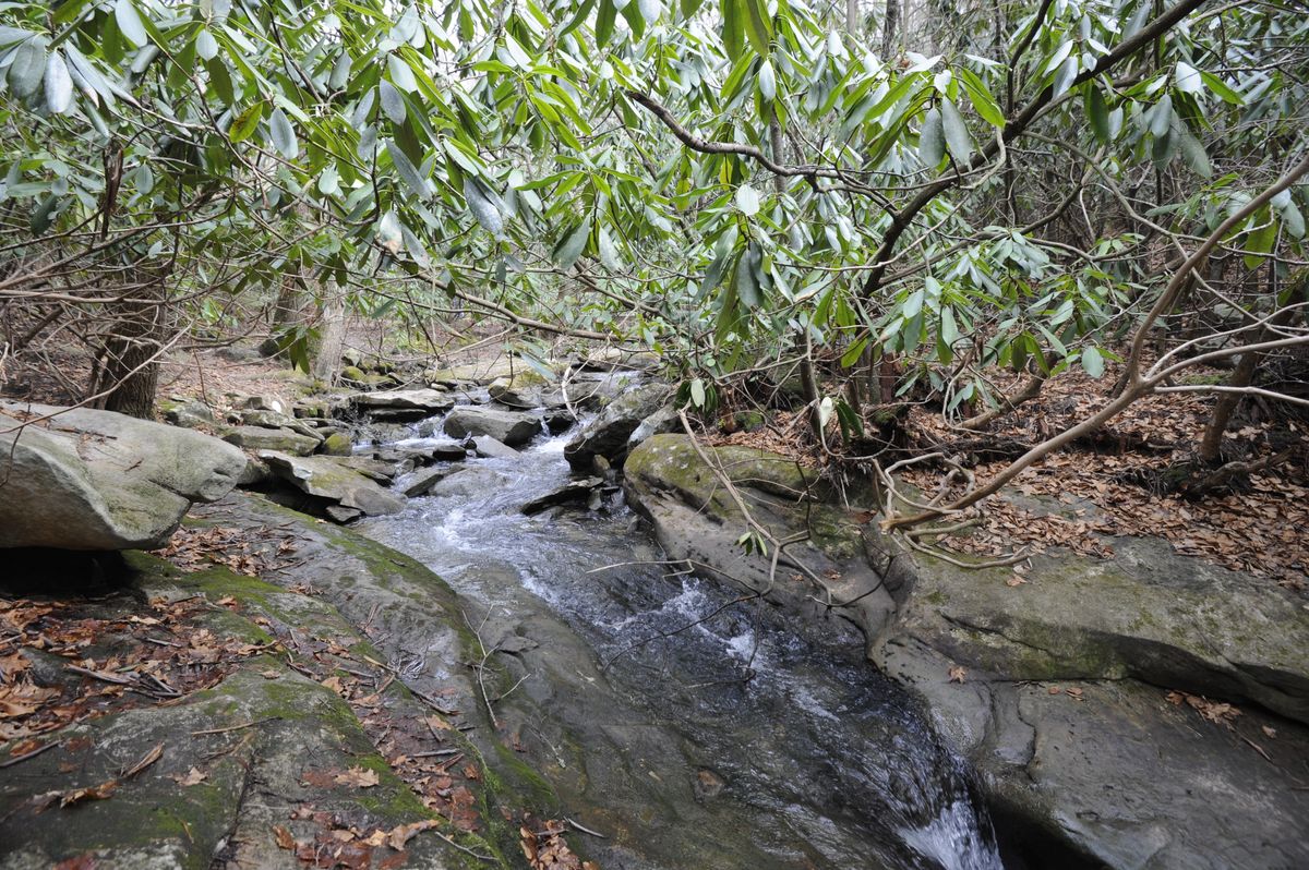 small stream flowing through flat rocks with rhododendron