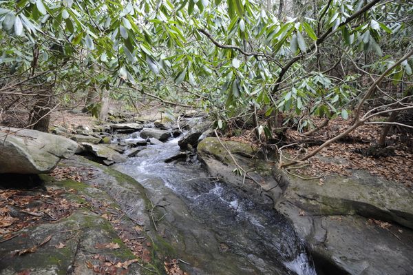 small stream flowing through flat rocks with rhododendron