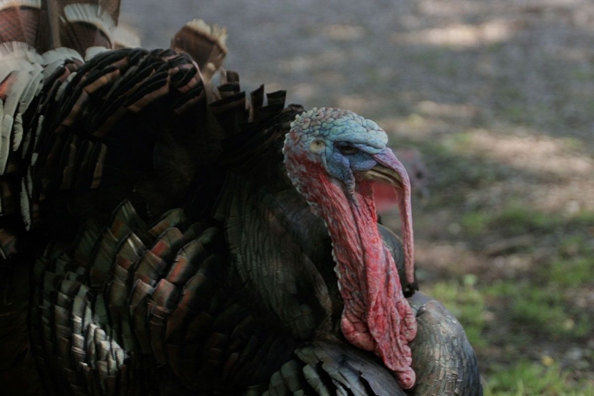 Photo of a wild turkey with its feathers puffed out. 