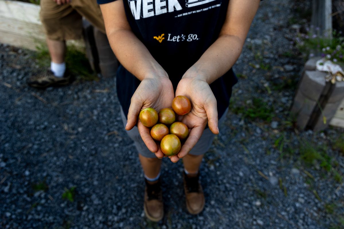 A volunteer holds a handful of small, almost ripe tomatoes in her hand. 