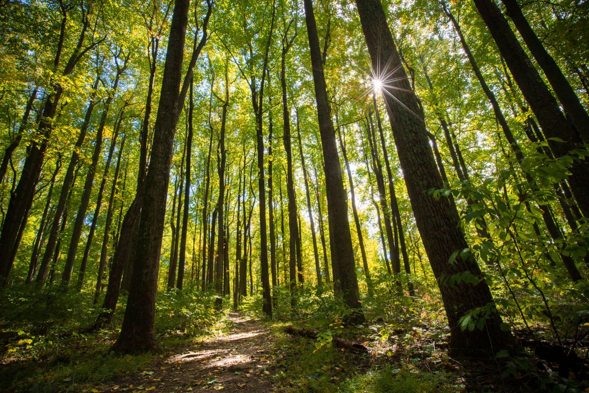 Sunlight shines through tall hardwood trees along a path