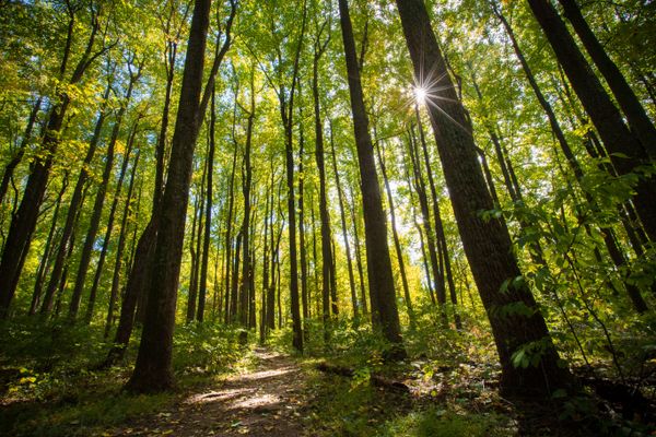 Sunlight shines through tall hardwood trees along a path