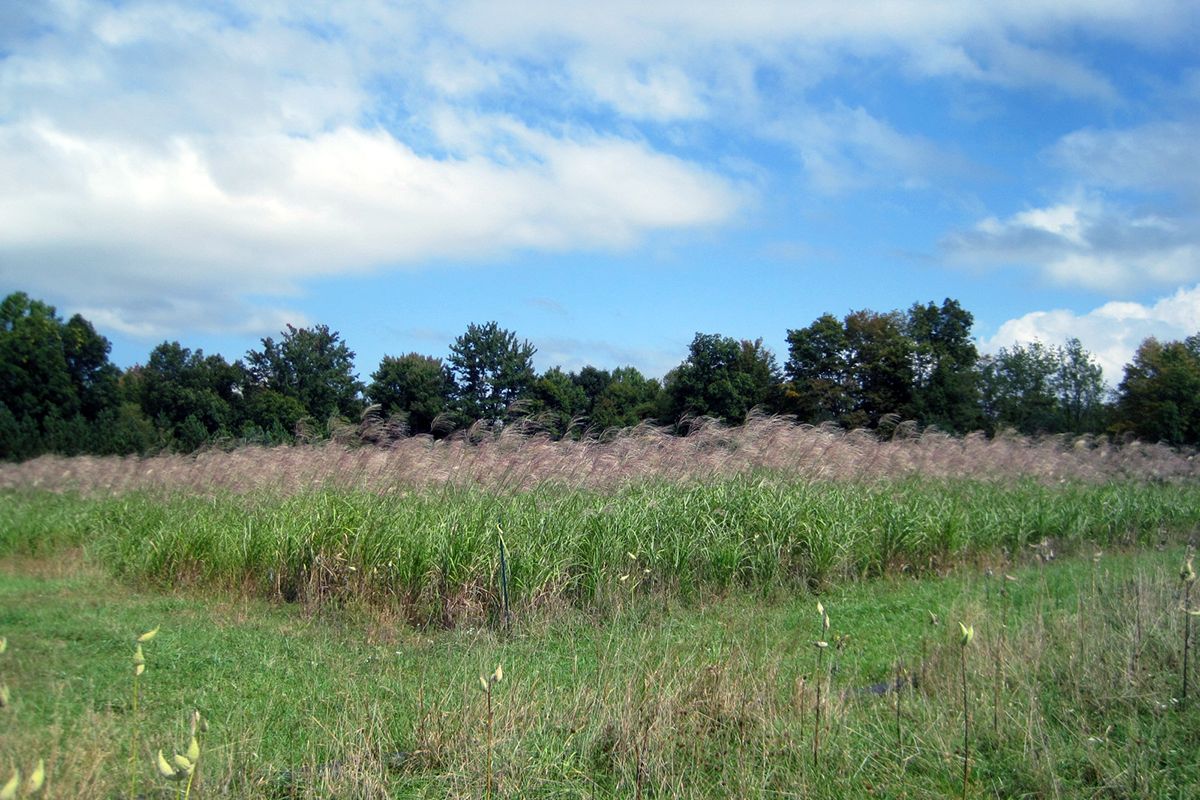 A green field of tall grass growing outside