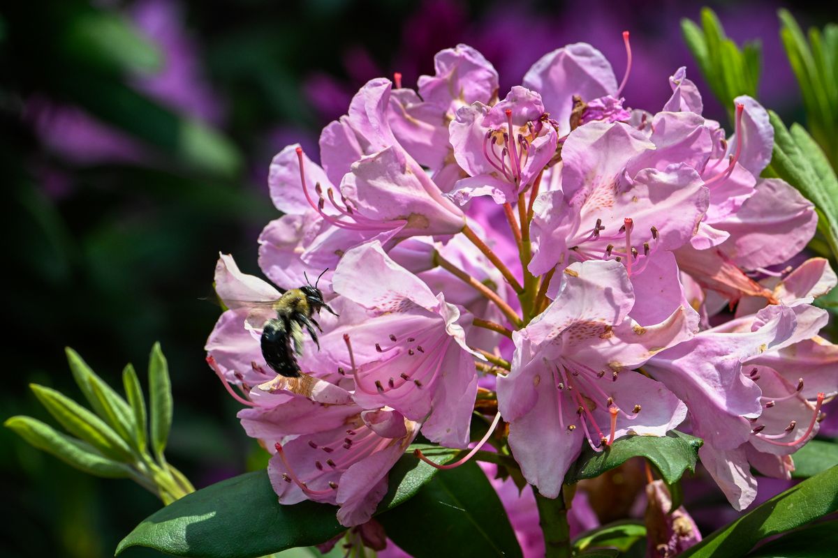  A bee is resting on the pink petals of a full rhododendron bloom. 