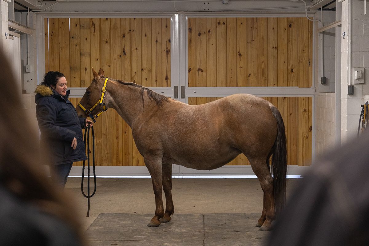 This photo is shot between the shoulders of two people. On the left, a person in a brown winter coat holds the reins for a brown horse that is in the middle of the frame. The backdrop is a wooden barn door.