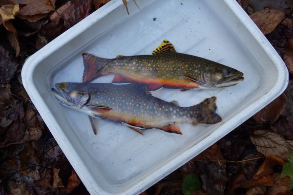 Pair of brook trout in a pan of water