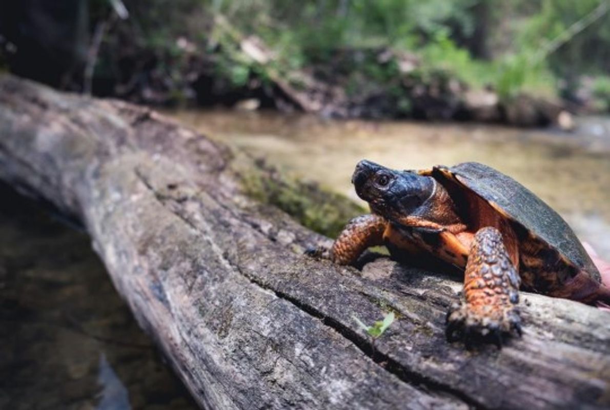 A log runs down the middle of this picture. Behind it is a stream with trees along its banks. A turtle is on the front of the log with its two front legs visible.