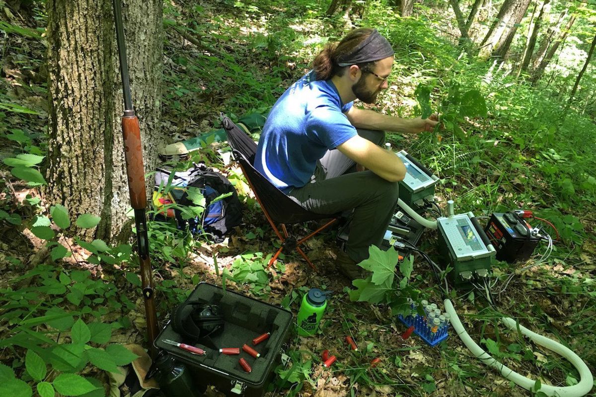 Justin Mathias studies red spruce regrowth in the forest
