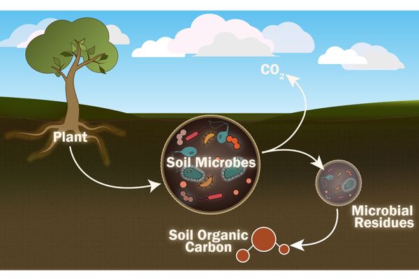 soil microbe cycle