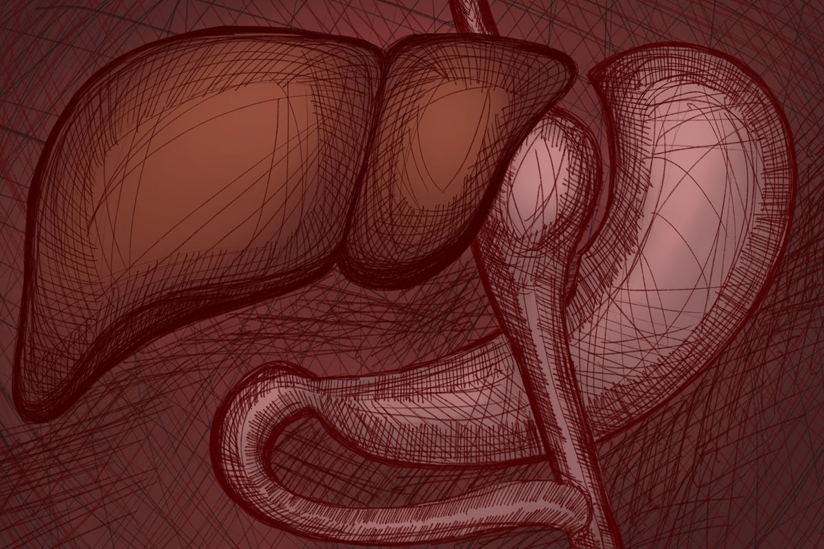 This is an illustration in mauve tones showing the stomach and other intestines.