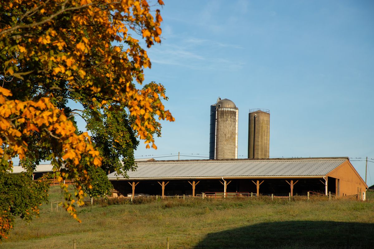 A picture showing structures on the WVU farm. A tree showing its fall colors is in the foreground, and a long outbuilding and two grain silos are situated behind it. 